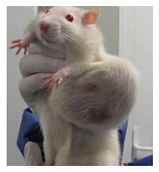 GMO rats