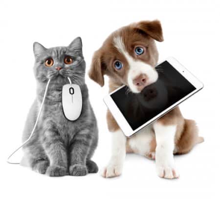 EMF protection for pets