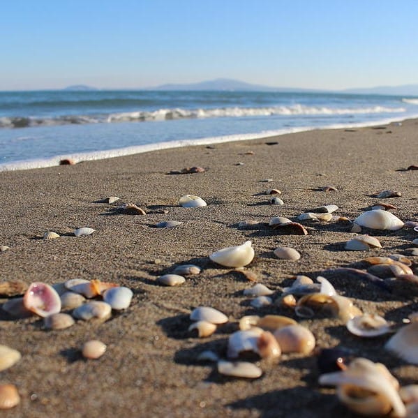 Seashells Have Power – The Spirit of Water