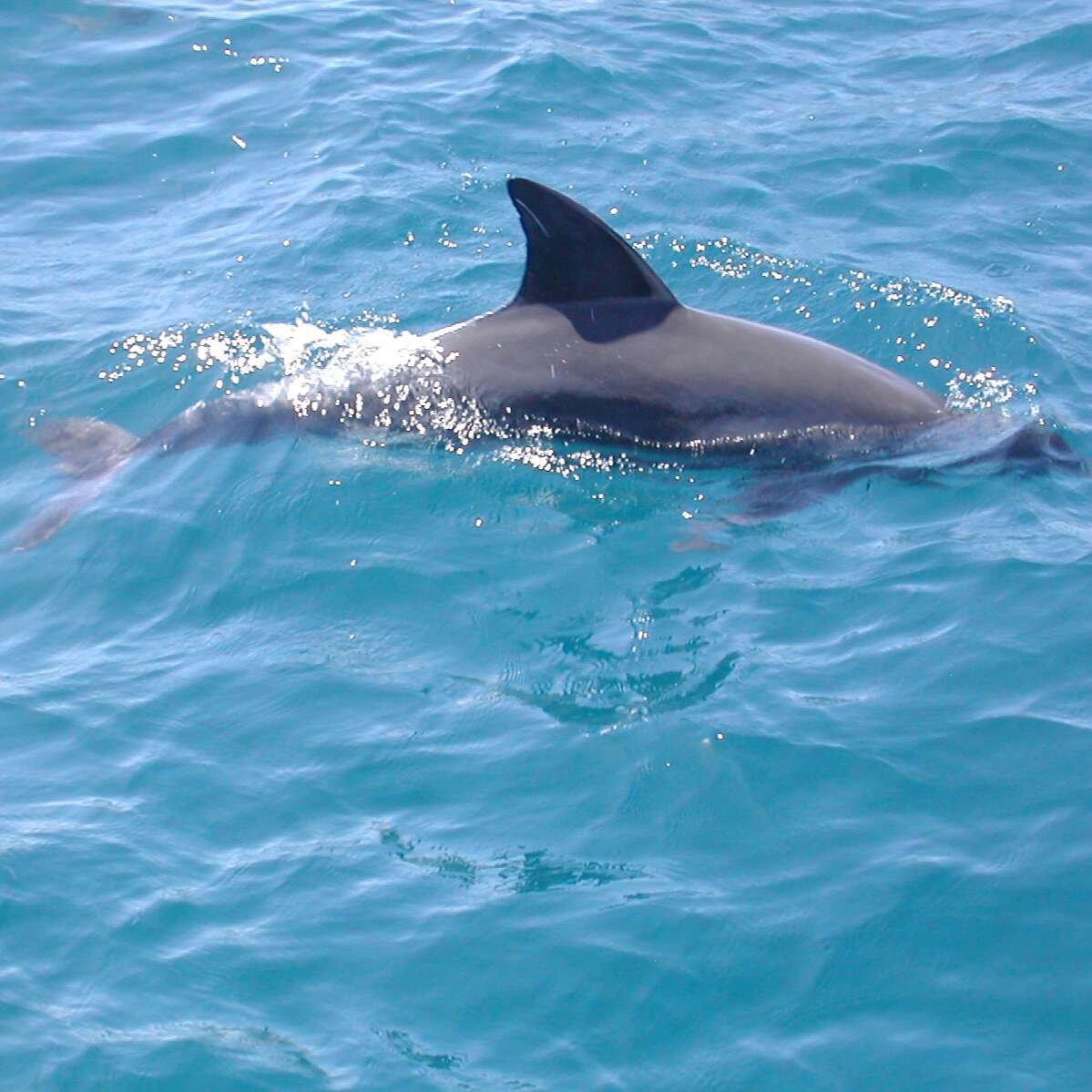 dolphin dhow