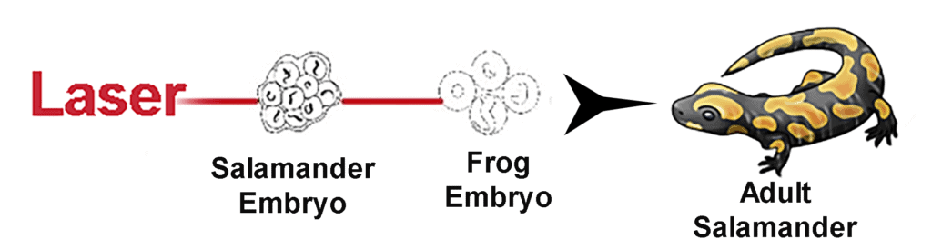 laser salamander experiment