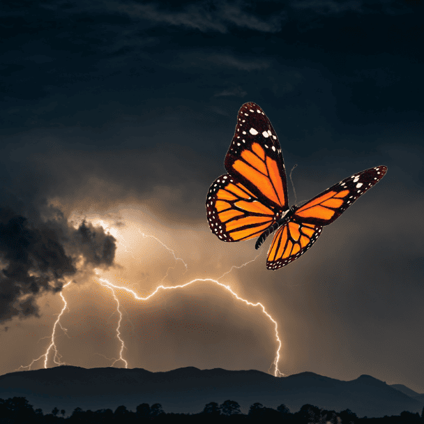 Butterfly in the storm sq