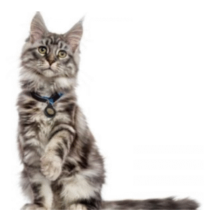 pet emf protection cat