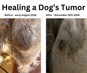 healing a dog's tumor